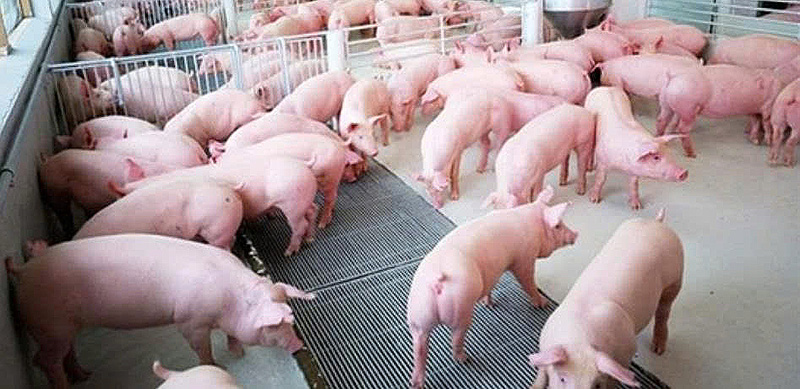 Chăn nuôi công nghệ cao