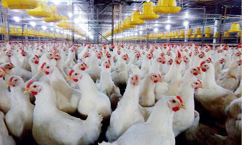 Chăn nuôi công nghệ cao