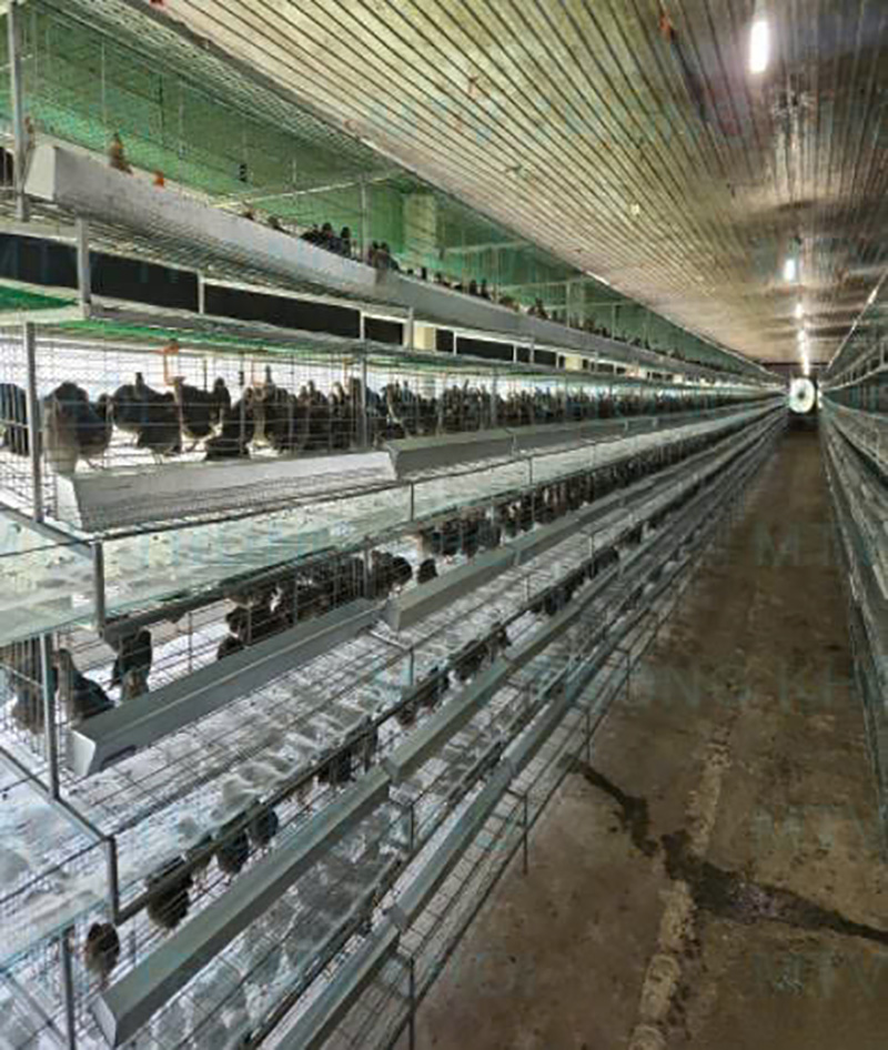 Chăn nuôi công nghệ cao