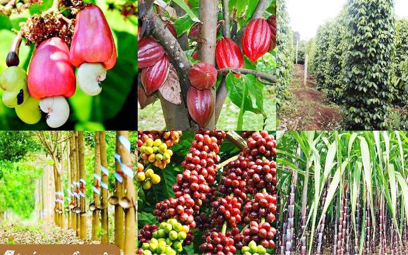 Trồng cây lâu năm